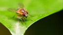 A fruit fly of the species Drosophila melanogaster sits on a leaf.
