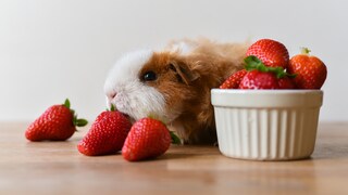 A guinea pig sniffs a strawberry.