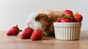 A guinea pig sniffs a strawberry.