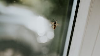 Wasp flying up and down the windowpane