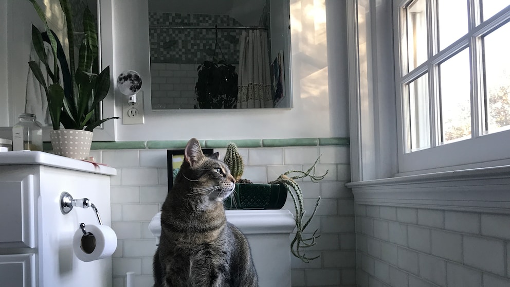 Cat sits on the toilet in the bathroom