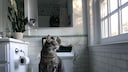 Cat sits on the toilet in the bathroom