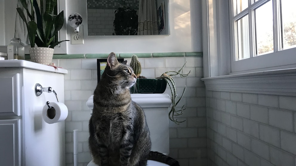 Cat sits on the toilet in the bathroom