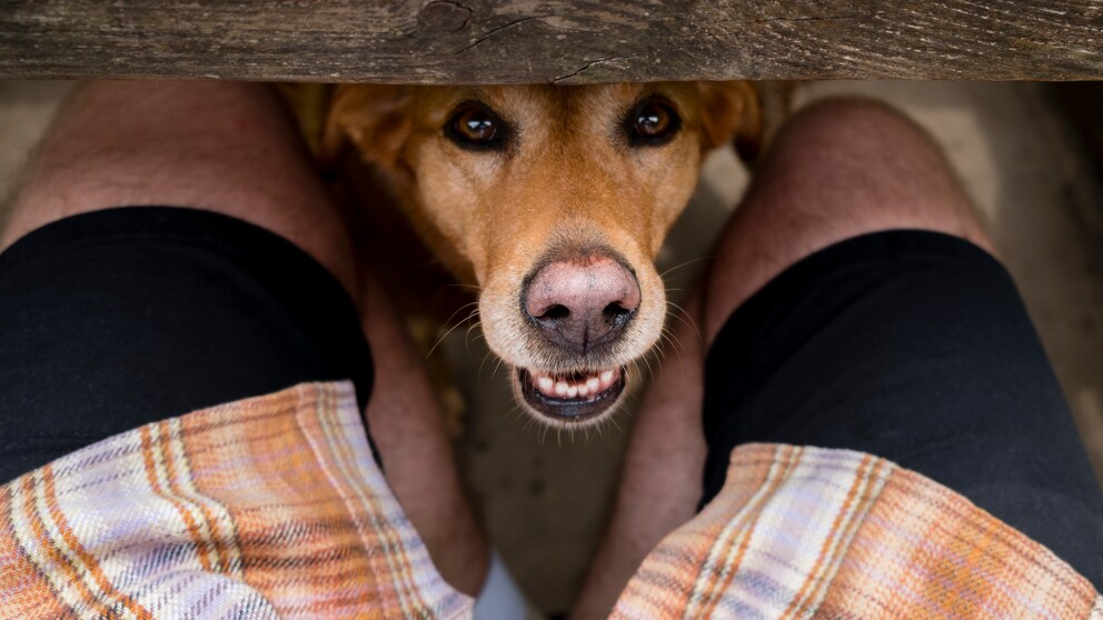 Dogs like to smell our crotches – but this only indicates their interest in us
