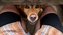 Dogs like to smell our crotches – but this only indicates their interest in us