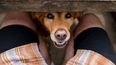 Dogs like to smell our crotches – but this only indicates their interest in us