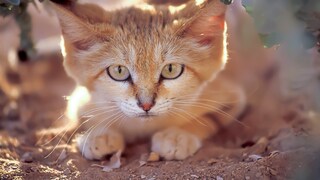 The sand cat is one of the smallest wildcats in the world and is perfectly adapted to its habitat in arid deserts.