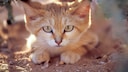 The sand cat is one of the smallest wildcats in the world and is perfectly adapted to its habitat in arid deserts.