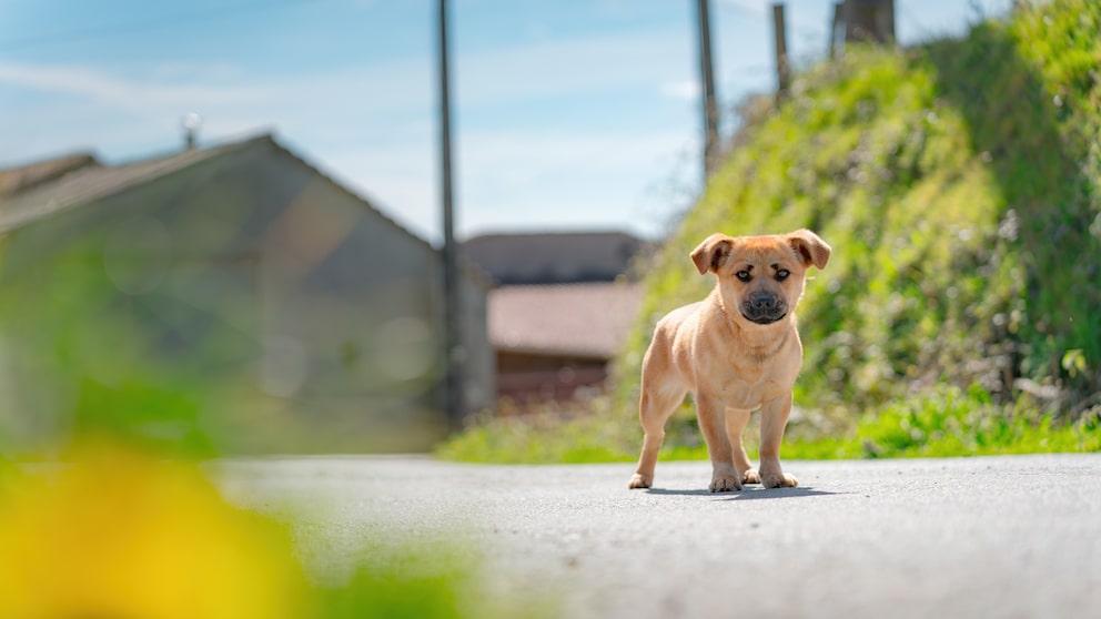 Puppy standing abandoned on a street