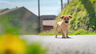 Puppy standing abandoned on a street