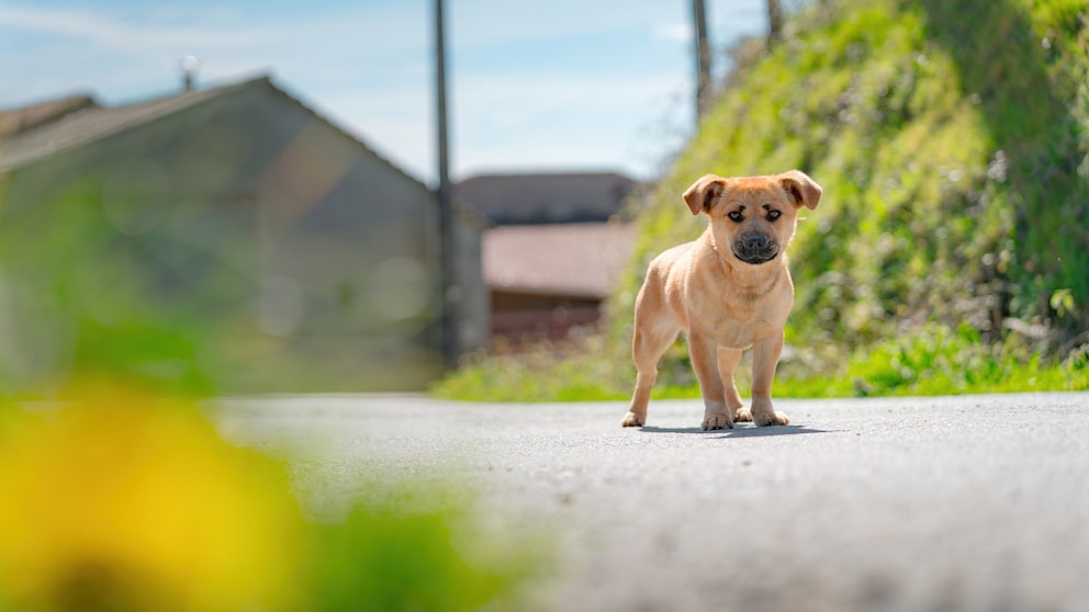 Puppy standing abandoned on a street