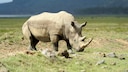 Side view of a white rhinoceros in a field