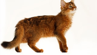 Somali cat in profile view on a white background