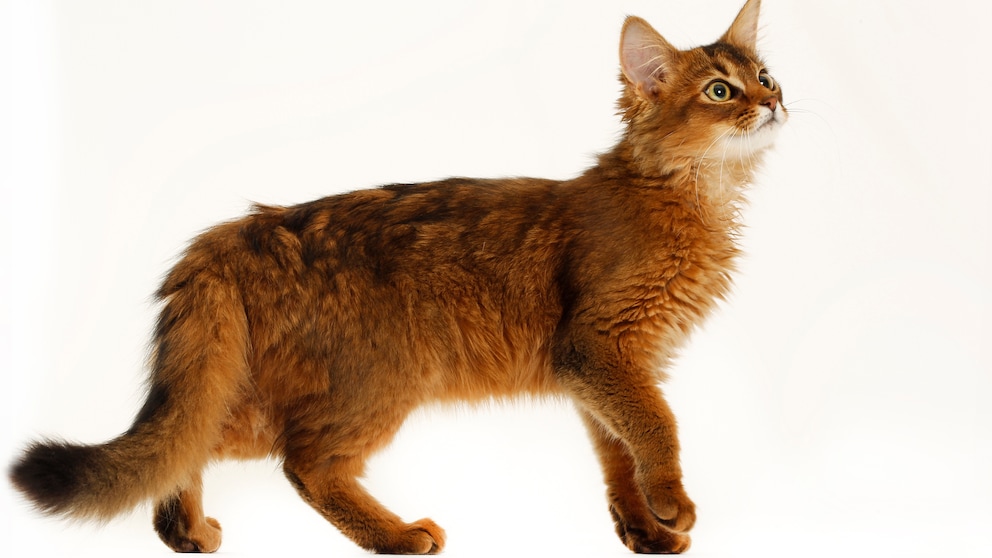 Somali cat in profile view on a white background