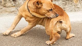 A dog sniffs itself