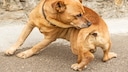 A dog sniffs itself