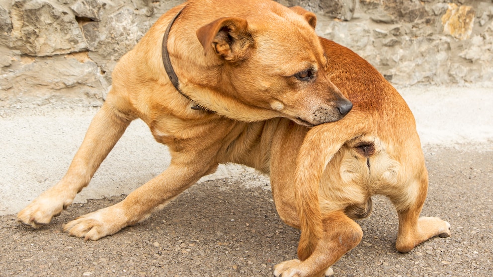 A dog sniffs itself