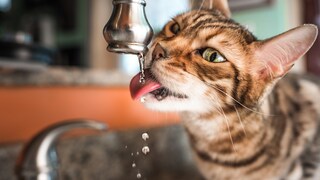 Bengal cat drinks from a running tap in the kitchen