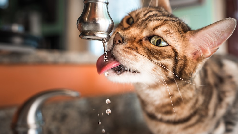Bengal cat drinks from a running tap in the kitchen