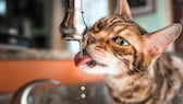 Bengal cat drinks from a running tap in the kitchen