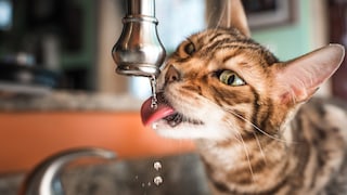 Bengal cat drinks from a running tap in the kitchen