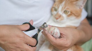 The claws of a relaxed cat that is lying in your arms should be trimmed