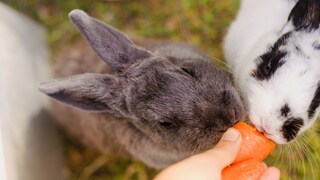 Two rabbits sniff pieces of carrot