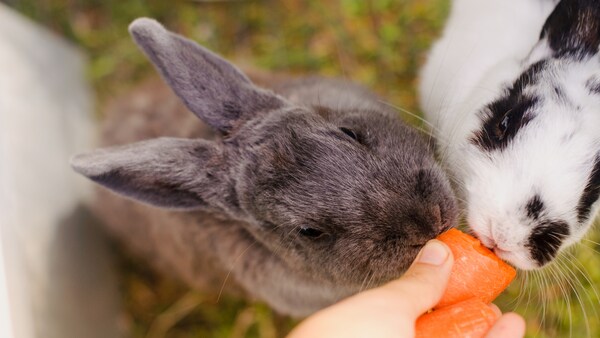 This is why carrots are unhealthy for rabbits - PETBOOK