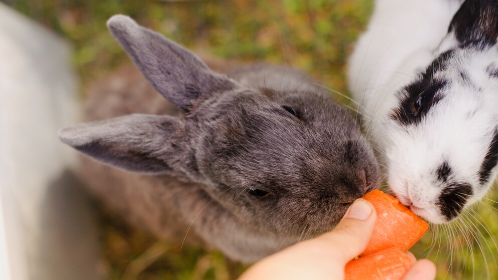 Two rabbits sniff pieces of carrot