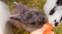 Two rabbits sniff pieces of carrot