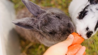 Two rabbits sniff pieces of carrot