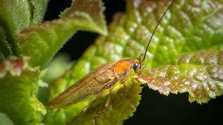 Forest cockroach (Ectobius vittiventris) sitting on a green leaf