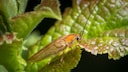 Forest cockroach (Ectobius vittiventris) sitting on a green leaf