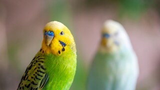 Ornamental birds, such as budgerigars, sometimes lay unfertilized eggs. PETBOOK explains why this happens and what owners should be aware of