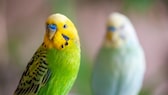 Ornamental birds, such as budgerigars, sometimes lay unfertilized eggs. PETBOOK explains why this happens and what owners should be aware of