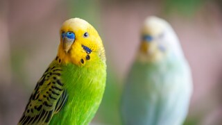 Ornamental birds, such as budgerigars, sometimes lay unfertilized eggs. PETBOOK explains why this happens and what owners should be aware of