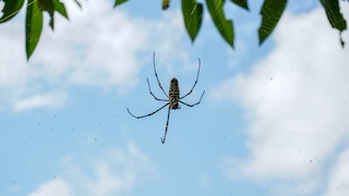 A spider sits on its web. Above it, a blue sky is visible.