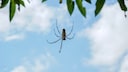 A spider sits on its web. Above it, a blue sky is visible.