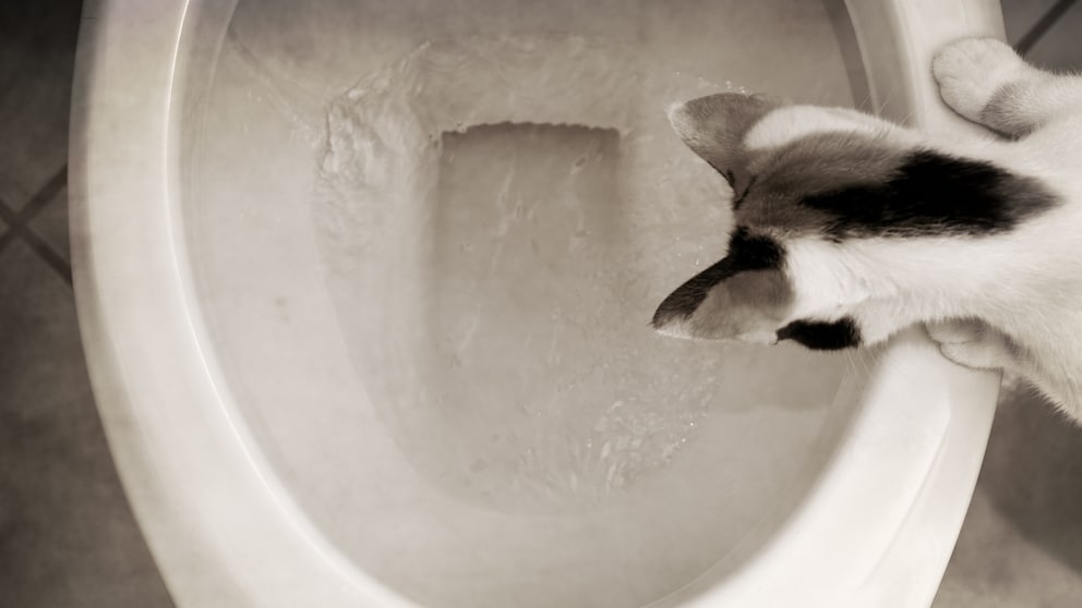 Cat Looks Curiously Into the Toilet