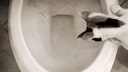 Cat Looks Curiously Into the Toilet
