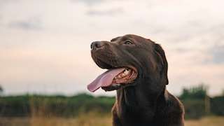 Close-up of a panting dog