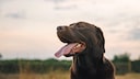Close-up of a panting dog