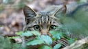 A European wildcat peers through the leaves