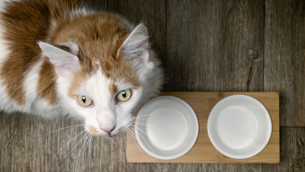 If the cat food has unexpectedly run out, a healthy meal is easy to prepare