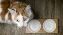 If the cat food has unexpectedly run out, a healthy meal is easy to prepare