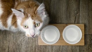 If the cat food has unexpectedly run out, a healthy meal is easy to prepare