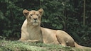 A lioness lies relaxed in a wooded area