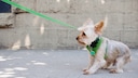 Yorkshire Terrier being led down the street on a leash against its will