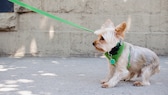 Yorkshire Terrier being led down the street on a leash against its will