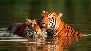 Tigers enjoy swimming. Unlike many other cats, they are not bothered when their fur gets wet.